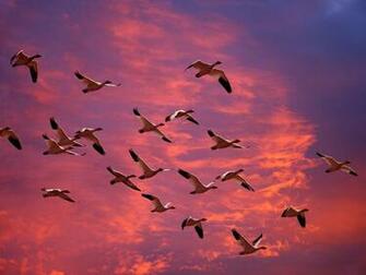 Geese Wallpaper Animal Literature