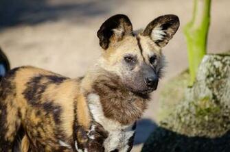African Wild Dog Wallpaper Background