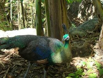 Peafowl Wallpaper First HD