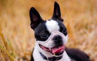 C O Americano De Boston Terrier Baixe Wallpaper HD