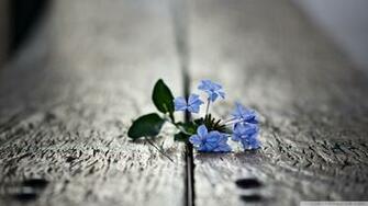 Small Blue Flowers Macro Wallpaper