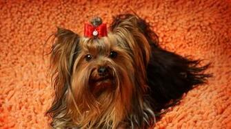 Wallpaper Yorkshire Terrier Dekstop Upload At March