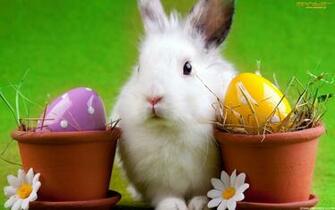 High Definition Wallpaper Bunnies Bunny Desktop HD