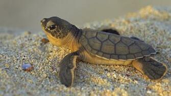 Baby Turtle X Close