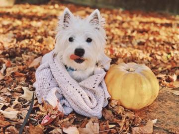 Westie Life Archives Vibes