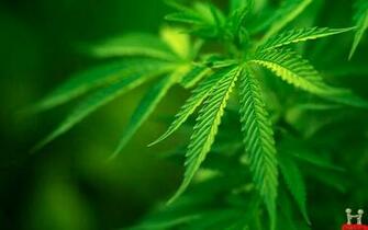 Superb Awesome Green Leaves HD Wallpaper E Entertainment