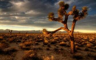 Background With Cactus Wallpaper Desert
