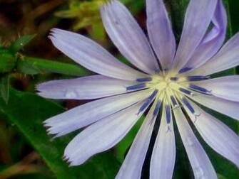 Wild Flower Wallpaper For Your Ing Pleasure
