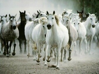 Beautiful Wallpaper White Horse