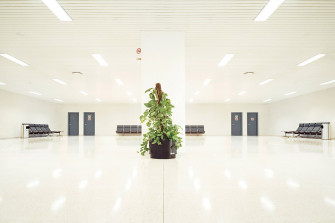 7christian Schmidt Series Indoor Plants Wallpaper