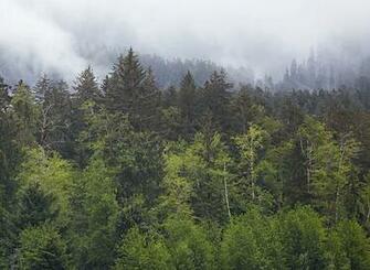 Pacific Northwest Wallpaper Doing What It Does In A