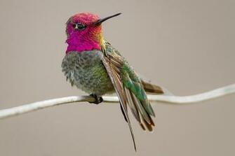 Anna S Hummingbird HD Wallpaper For Desktop