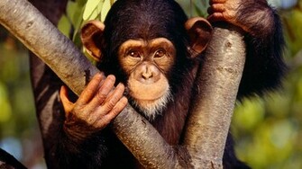 Monkeys Cute Monkey Photo Animal Photos Pictures