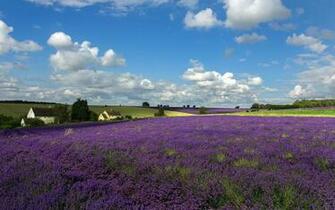 Lavender Field Wallpaper