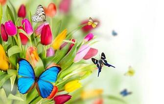 Spring Flowers And Butterflies Wallpaper The Art Mad