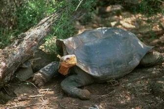 Wallpaper Tortoise