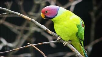 Lovely HD Wallpaper Of Parakeet Bird Best