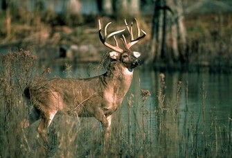 Deer Wallpaper Desktop Background