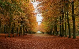 Fall Forest Background Background Desktop