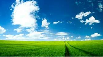 Summer Green Field Scenery Wallpaper