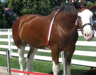 Clydesdale Horse Wallpaper