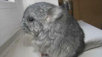 Wallpaper Chinchilla Gray Furry