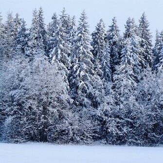 Wallpaper Winter Forest iPad And Mini