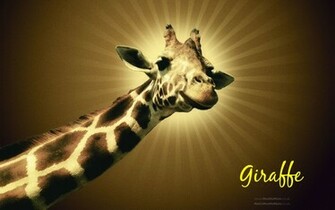 HD Wallpaper Giraffe