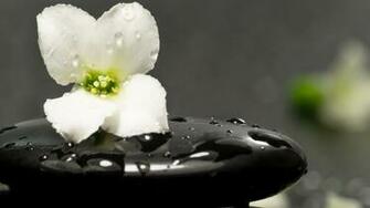 White Flower On A Spa Stone Wallpaper