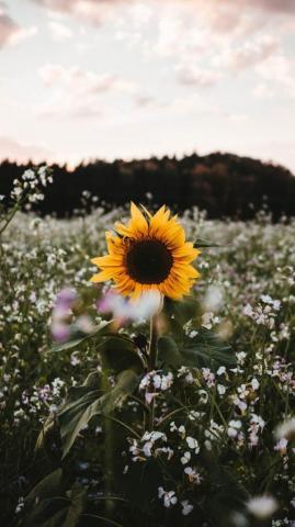 Emelie Back Us Carlbom On Halo Sunflower iPhone Wallpaper
