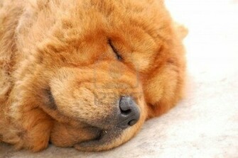 Chow Wallpaper De Fondos Escritorio