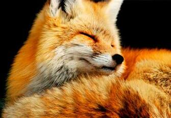 Fox Computer Wallpaper Desktop Background Id