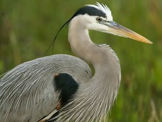 Heron Wallpaper