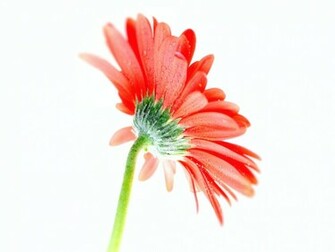 Tag Orange Gerbera Daisyflowers Wallpaper Background Photos