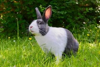 Rabbit Pictures HD Image