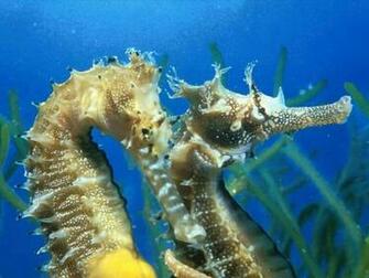 Desktop Animali Sfondi Seahorse Cavalluccio Marino Wallpaper