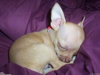 Chihuahua Puppy Wallpaper Open Walls