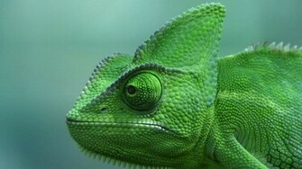 Chameleon Video Veiled At The Terrazoo In