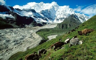 Nature Yak Herding Kangshung Glacier Tibet Picture Nr