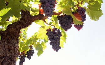 Grapes Wallpaper