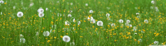 Field Of Flowers Spring Ultra HD Desktop Background Wallpaper For