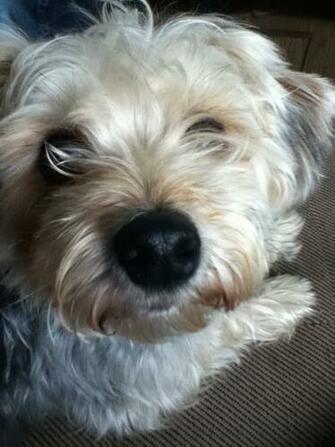 Max The Morkie Morkies Photo