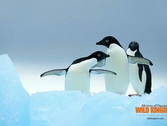 Penguins Desktop Pc And Mac Wallpaper