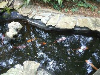 Koi Fish Pond Wallpaper