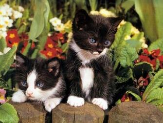 Cats In Flowers Desktop Wallpaper Background