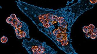 Immunology Mit Department Of Biology