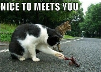Funny Animal Captions Part Pics I Love