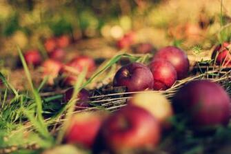 Land Grass Apples Macro Bokeh Apple Orchard Wallpaper