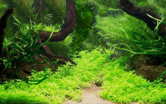 Fish Tank Wallpaper HD Pixels Talk
