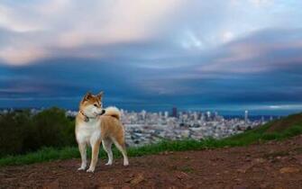 Shiba Inu Computer Wallpaper Desktop Background Id